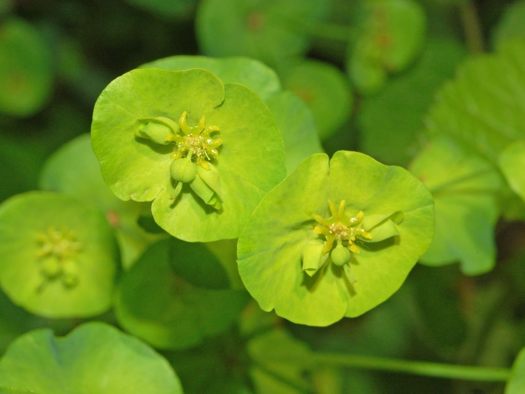 Euphorbia amygdaloides